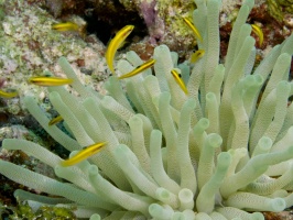 Juvenile Blue Head Wrass near Giant Anemone IMG 7788